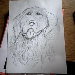 Golden retriever portrait